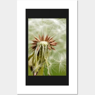 Dandelion macro photography Posters and Art